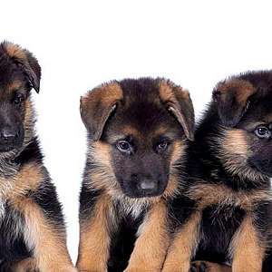 German Shepherd puppies ready to be trained to work in a future at K9