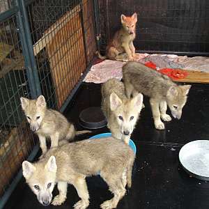 Rare White Arctic Wolf Dog Pups