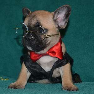 French Bulldog Puppy AKC Champion lines