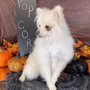 Adorable male Pomeranian pup (Popcorn)