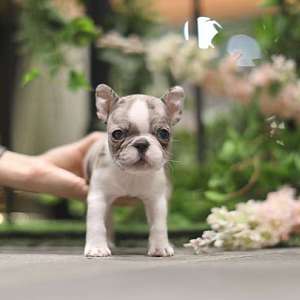 Teacup French Bulldogs Available Call/text 909- x372- x0703