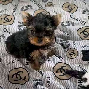 Teacup Yorkshire Terrier Puppies Call or Text 909- X372- X0703