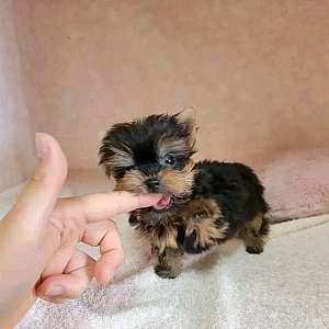 Potty Traine Teacup Yorkshire Terrier Call or Text 909- X372- X0703