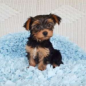 Female Yorkie Puppies for sale Call or Text 909- X372- X0703