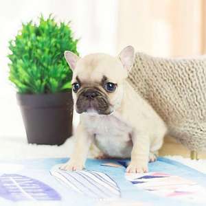 French Bulldog Puppy AKC Champion Lines Call / text on (213) x 587-x 9482