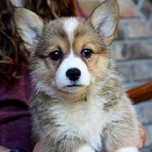 AKC Pembroke Welsh Corgi Female Family Raised