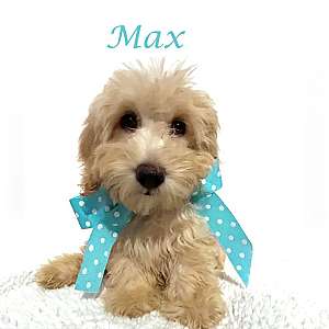 Mini Goldendoodle Max
