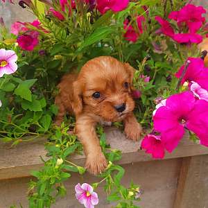Ruby colored Cavalier King Charles Spaniel