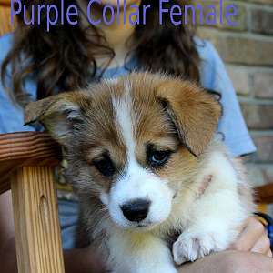 AKC Pembroke Welsh Corgi Female Family Raised