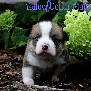 AKC Pembroke Welsh Corgi Male Family Raised