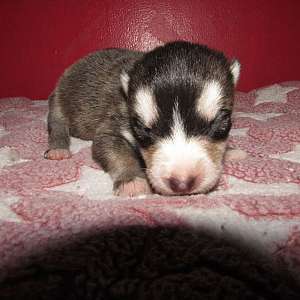 wolf hybrid for sale