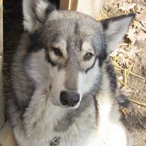 wolf hybrid for sale