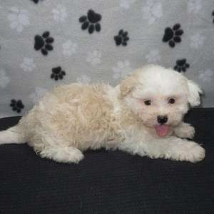 Nice quality female Shihpoo puppy.