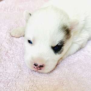 Akc husky boy 2 bi eyes