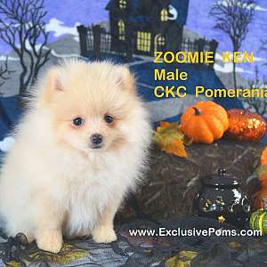 CKC Pomeranian: Zoomie Ken; Male; Purebred