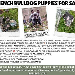 Pure Breed Frenchies for sale