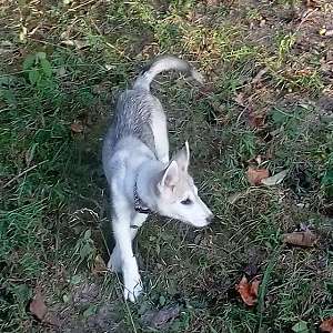 silver/Gray Husky Wolf dog mix