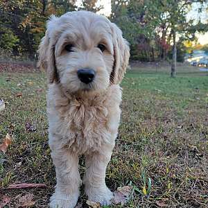 F1 Goldendoodle puppy
