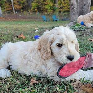 F1 Goldendoodle puppy