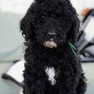 Mr. Green the Sheepadoodle
