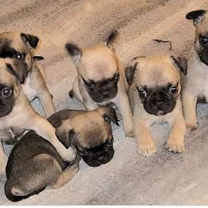 Frenchie x Pug puppies
