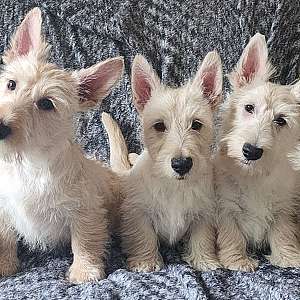 AKC Home Raised Scottish Terrier Puppies For Sale