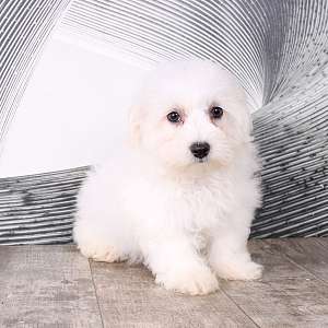 Luke Charming White ACA Male Maltese Puppy