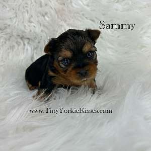 Yorkie Puppies for Sale in California