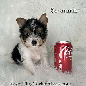 Female Parti Yorkie Available in Northern California