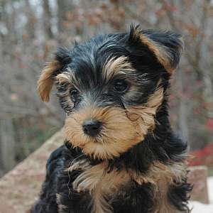 Yorkie Female #2 Ready to go.