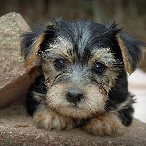 Yorkie Male #1 Ready to go