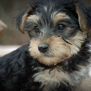 Yorkie Male #2 Ready to go