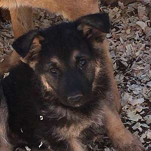 German Shepherd Female