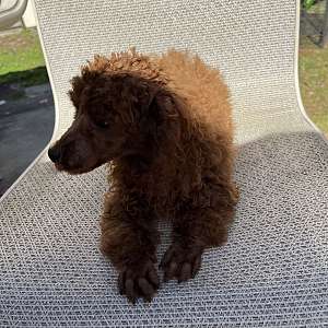 Beautiful Toy Poodle