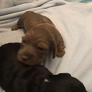 Miniature long haired dachshund puppies. Born December 15th.