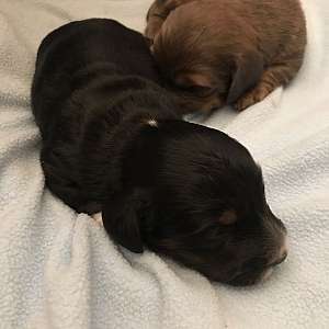 Miniature long haired dachshund puppies. Born December 15th.
