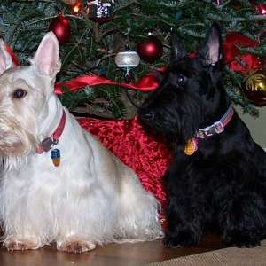 AKC- Scottish Terrier Puppies For Sale In Alabama