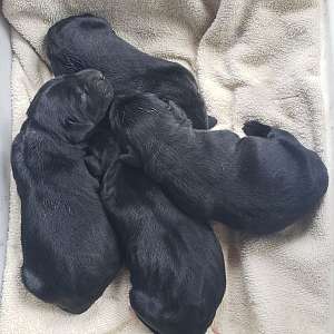 AKC Black Labrador Puppies