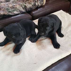 AKC Black Labrador Puppies