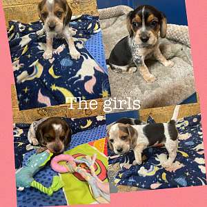 Beagle pups looking for forever home