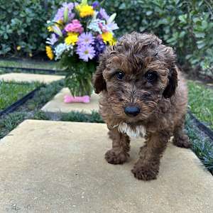 F1b Mini Aussiedoodles