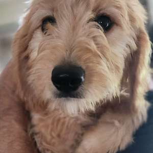 F1 Medium Goldendoodles