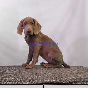"Exquisite AKC Weimaraner Puppies: Majestic, Intelligent, and Ready to Join