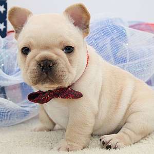 Cream French Bulldog Puppies For Sale