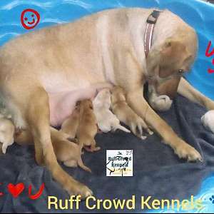 Fox Red and Yellow Labrador Retriever's Health Tested Parents Trained Pups