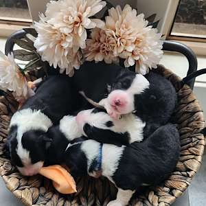 Border Collie Puppies for Sale NSW