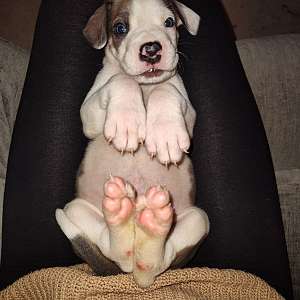 AKC Great Danes Puppies Available Now