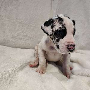 AKC Great Danes Puppy Available Now