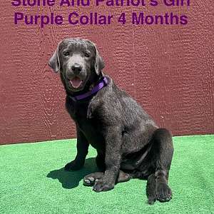 AKC Female Charcoal Lab Puppies