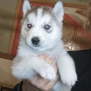 Siberian Husky Puppies; price reduced